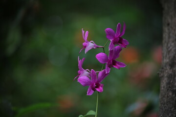 Obraz premium purple orchid blooming