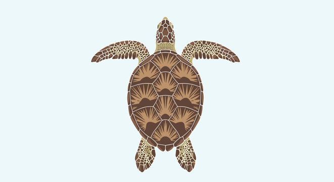 Beautiful top down view of a sea turtle with detailed brown shell patterns swimming on a light blue background.