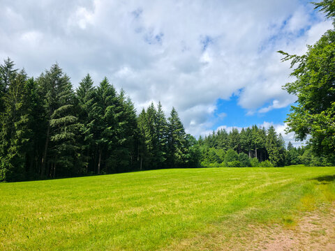 germany, idyllic black forest meadow and forest edge creating a peaceful summer countryside escape beneath clear blue skies