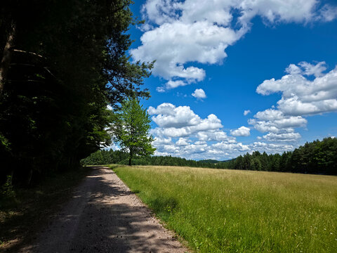 germany, peaceful shaded forest edge viewpoint overlooking vibrant meadows and woodland beneath flawless skies