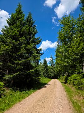 germany, refreshing forest pathway beneath towering evergreens offering unforgettable black forest outdoor recreation