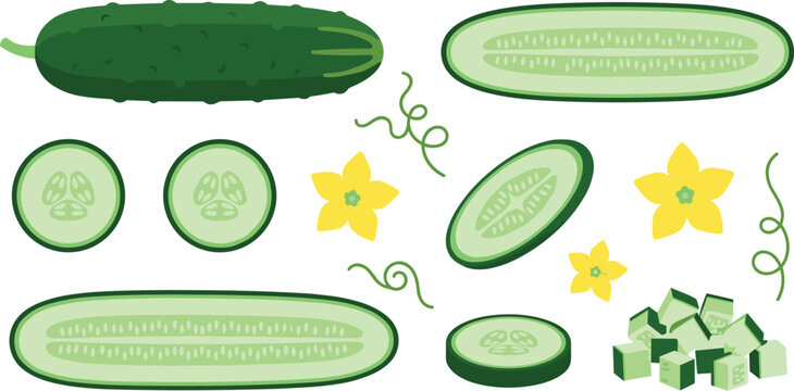 Cucumber collection with whole cucumber slices cubes flowers and cross sections isolated fresh vegetable illustration