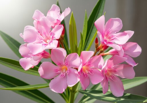 Close-up of vibrant pink oleander flowers with green foliage in soft sunlight