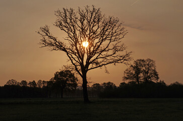 Naklejka premium Silhouette einer Eiche beim Sonnenaufgang
