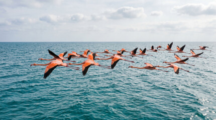 Wild flamingos sail through the air over sea. Amazing large pink birds in flight. Slow motion, tracking view of nature in action. Aerial view sea background.  © pinan