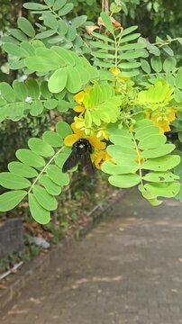 A large black carpenter bee hovers and flies around vibrant yellow blossoms on a green leafy branch, collecting nectar against a soft-focused paved background.
