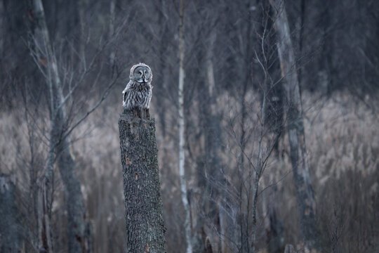 Majestic Great Grey Owl (Strix nebulosa) perched on a weathered tree stump in a serene European forest, its piercing yellow eyes observing the tranquil wilderness.