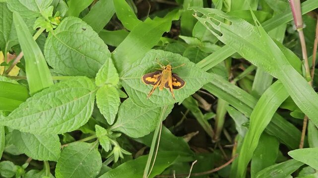 A close-up shot of a small skipper butterfly with vibrant orange and dark brown wings resting calmly on a textured green leaf surrounded by dense wild grass.