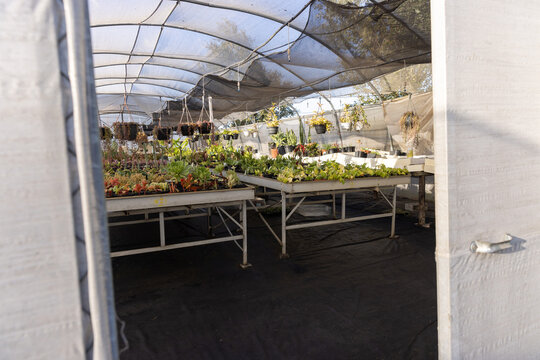 Metal potting benches are holding trays of seedlings under mesh roof inside shade house