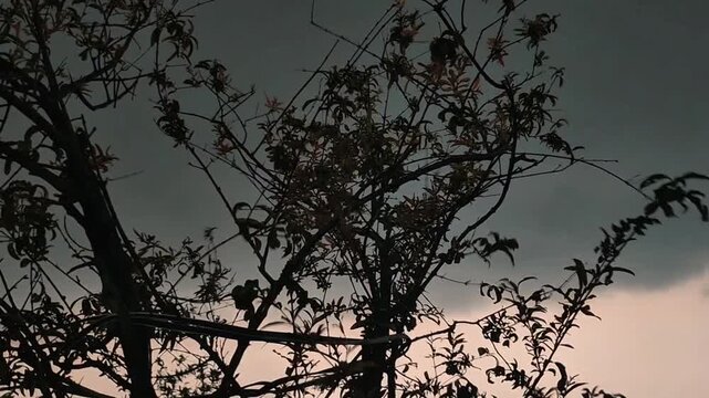 The dark weather silhouette of tree.