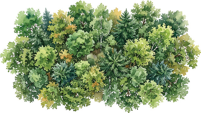 Top view of a lush forest cluster with mixed deciduous and coniferous trees isolated on white background