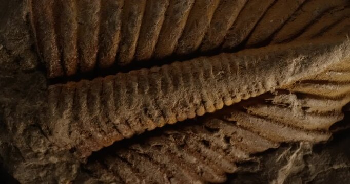 Macro close-up of a fossilized plant imprint in sedimentary rock