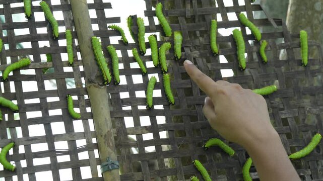 Close-up of silkworm larvae at a sericulture plantation