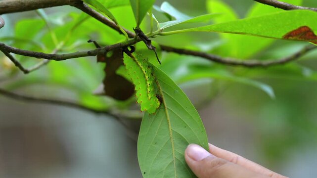 Close-up of silkworm larvae feeding on leaves at a sericulture plantation