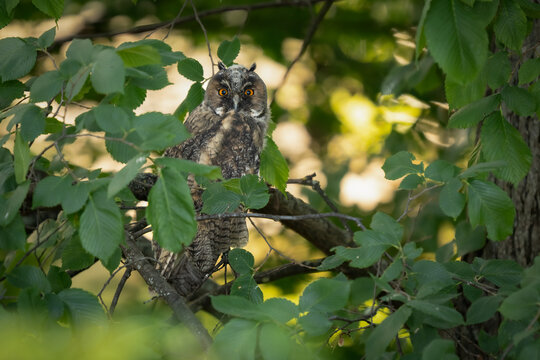Curious juvenile long-eared owl hiding among lush green tree leaves in a natural forest