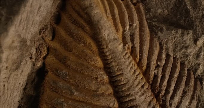Detailed macro shot of prehistoric fossil pattern