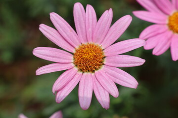 Obraz premium Pink marguerite flowers