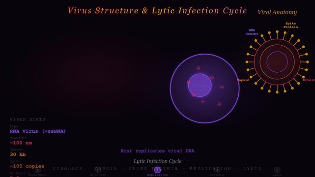 Virus Infection and Replication Cycle Animation Showing Host Cell Entry Assembly and Release Process