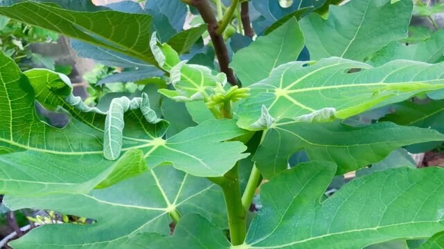 Environmental concept showing young fig leaves damaged by extreme heat. Sunburned foliage appears dry, curled, and rolled up, illustrating heat wave stress, drought impact, and climate change effects.