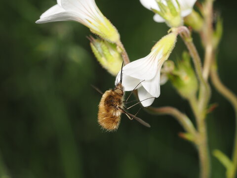 Una mosca abejorro (familia Bombyliidae) liba el n&eacute;ctar de una flor blanca. Destaca su cuerpo cubierto de un denso pelaje casta&ntilde;o, largas patas y su caracter&iacute;stica prob&oacute;scide alargada y r&iacute;gida.