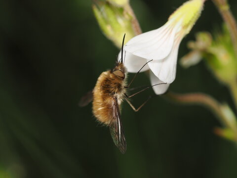 Una mosca abejorro (familia Bombyliidae) liba el n&eacute;ctar de una flor blanca. Destaca su cuerpo cubierto de un denso pelaje casta&ntilde;o, largas patas y su caracter&iacute;stica prob&oacute;scide alargada y r&iacute;gida.
