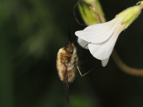 Una mosca abejorro (familia Bombyliidae) liba el n&eacute;ctar de una flor blanca. Destaca su cuerpo cubierto de un denso pelaje casta&ntilde;o, largas patas y su caracter&iacute;stica prob&oacute;scide alargada y r&iacute;gida.