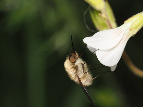 Una mosca abejorro (familia Bombyliidae) liba el n&eacute;ctar de una flor blanca. Destaca su cuerpo cubierto de un denso pelaje casta&ntilde;o, largas patas y su caracter&iacute;stica prob&oacute;scide alargada y r&iacute;gida.