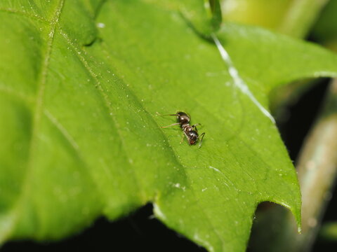 Una peque&ntilde;a hormiga obrera (familia Formicidae) se desplaza sobre la superficie de una hoja verde y ancha, mostrando su cuerpo de tonos oscuros y brillantes bajo la iluminaci&oacute;n natural.