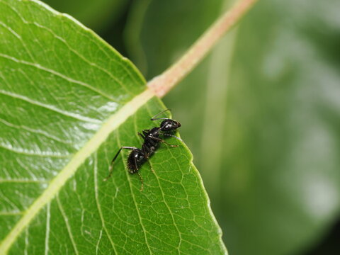 hormiga obrera (familia Formicidae) de color negro brillante recorre el borde de una hoja verde, destacando la marcada segmentaci&oacute;n de su cuerpo, sus largas patas y sus antenas articuladas.