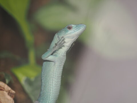 Un lagarto de quilla verde (Gastropholis prasina) apoyado contra el cristal de su terrario, creando un reflejo casi sim&eacute;trico de su perfil. Destaca su esbelta silueta, su intensa coloraci&oacute;n verde esme