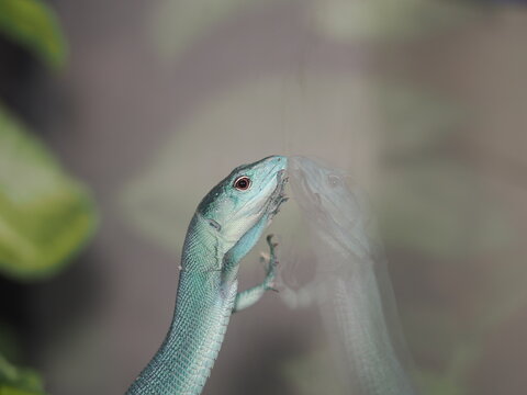 Un lagarto de quilla verde (Gastropholis prasina) apoyado contra el cristal de su terrario, creando un reflejo casi sim&eacute;trico de su perfil. Destaca su esbelta silueta, su intensa coloraci&oacute;n verde esme