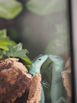 Un lagarto de quilla verde (Gastropholis prasina) apoyado contra el cristal de su terrario, creando un reflejo casi sim&eacute;trico de su perfil. Destaca su esbelta silueta, su intensa coloraci&oacute;n verde esme