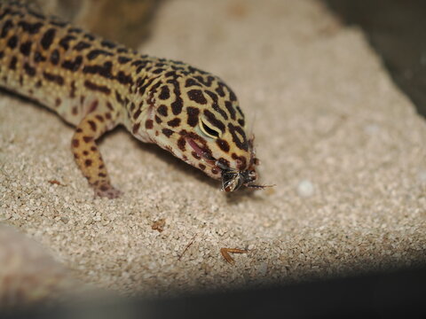 Geco leopardo (Eublepharis macularius) con patr&oacute;n nominal capturado en el preciso instante en que sostiene una presa entre sus mand&iacute;bulas dentro de su terrario.