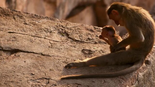 A tender moment of a Bonnet Macaque mother grooming her playful infant on rocks in its natural habitat, showcasing primate family bonds.