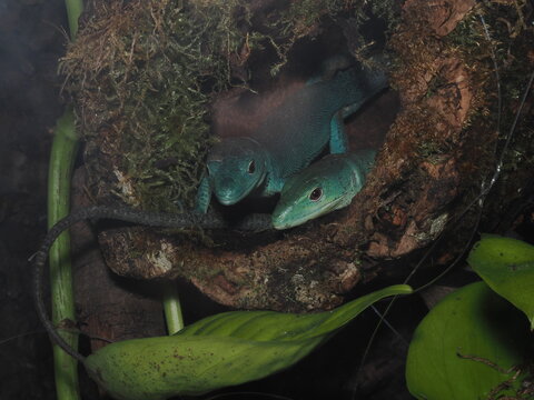 Dos ejemplares de lagarto de quilla verde (Gastropholis prasina) asomados juntos desde un tronco de corcho cubierto de musgo. En esta toma resalta una impresionante tonalidad turquesa-azulada en su pi