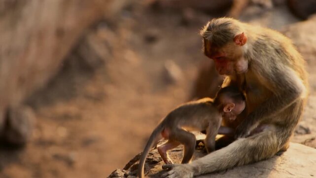 Adult Bonnet Macaque grooms its baby in the golden hour light, showcasing tender primate family bond in the ancient landscapes of Badami, Karnataka, India.