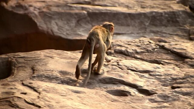 Hanuman langur walking across rugged rocky terrain in warm golden light, showcasing wildlife behavior in a natural landscape of India.