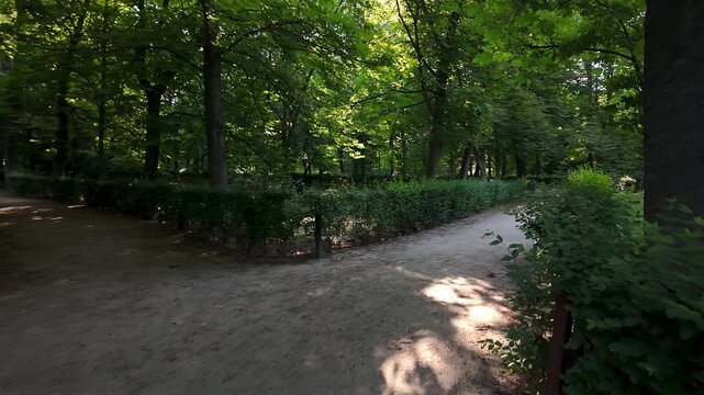Labyrinth of paths between large trees in the Retiro Park, Madrid.