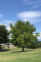 Fototapeta premium Green Tree on Grass Field Under Blue Summer Sky in Nagano, Japan