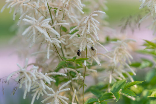 Small bumblebee perched on delicate white Aruncus Dioicus in soft green garden light