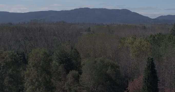 Bosque sur luna