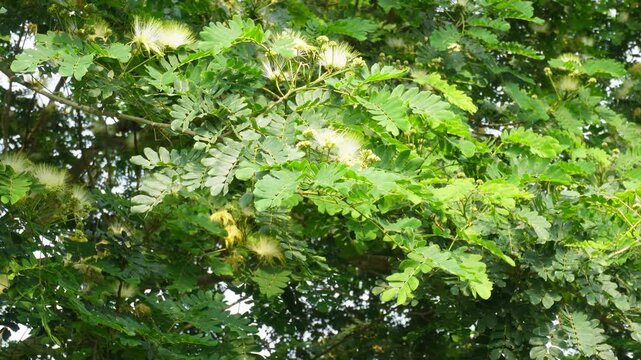 Delicate siris flowers blooming in gentle spring breeze
