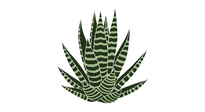 Isolated green zebra plant or succulent with white stripes on a clean white background in a simple vector illustration.