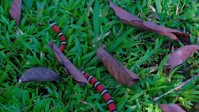 Vibrant coral snake slithers through lush green grass and fallen leaves