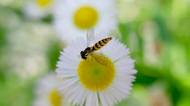 한국,곤충,꼬마꽃등에,꽃등에,Korea,Insect,Toxomerus marginatus,
Hoverfly
