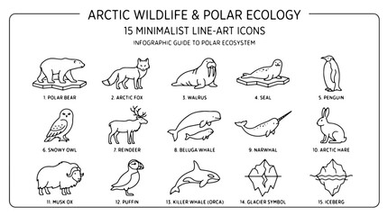 Arctic wildlife, polar ecology, 15 minimalist line-art icons, infographic guide © Rosie