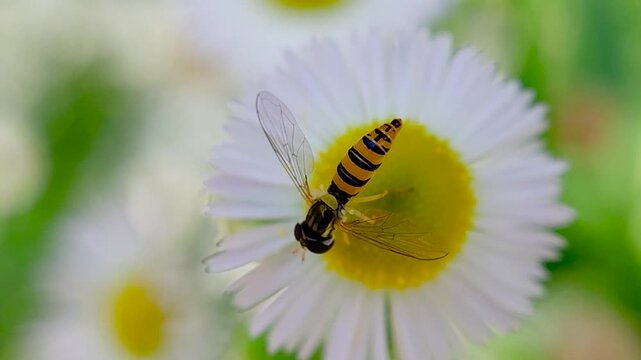 한국,곤충,꼬마꽃등에,꽃등에,Korea,Insect,Toxomerus marginatus,
Hoverfly