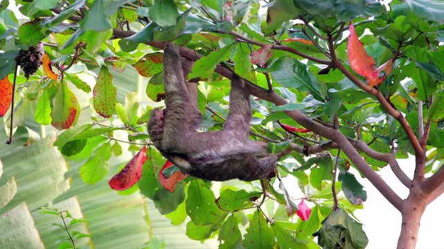 Gentle sloth hanging upside down among lush green leaves and vibrant red foliage