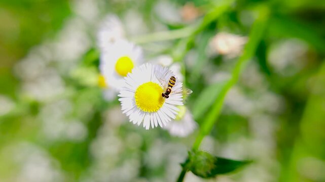 한국,곤충,꼬마꽃등에,꽃등에,Korea,Insect,Toxomerus marginatus,
Hoverfly