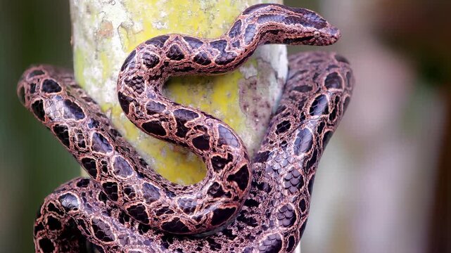 Close-up of a patterned snake coiled around a textured tree trunk in daylight